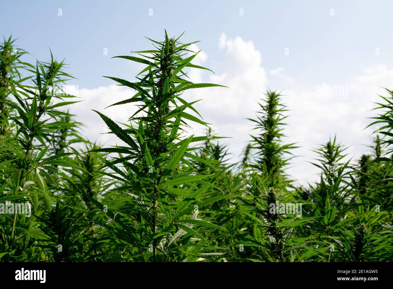 cannabis leaves on marijuana field farm sativa weed hemp hash plantation for legal medical or illegal smoke use and thc cbd ad with ganja leaf Stock Photo
