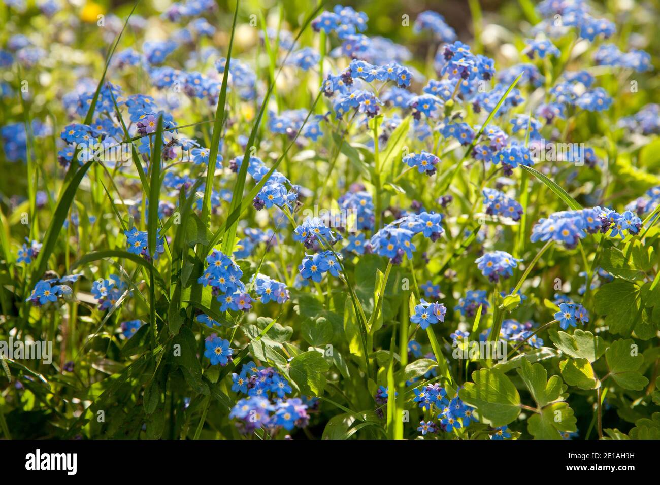 A bunch of forget me nots. Blue flowers in the summer meadow Stock Photo