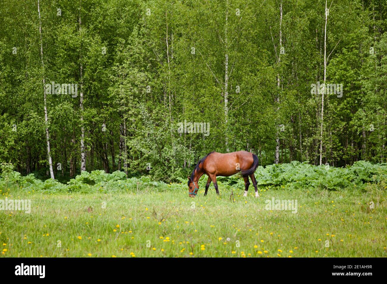 Close up image of a red bay horse grazing in summer pasture. The horse grazes in the spring. Stock Photo