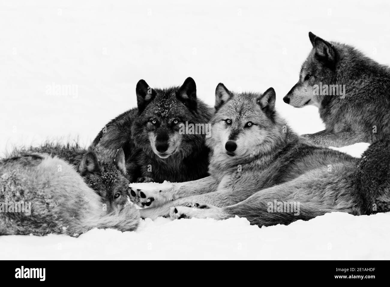 northwestern wolf (Canis lupus occidentalis) pack in winter Stock Photo ...