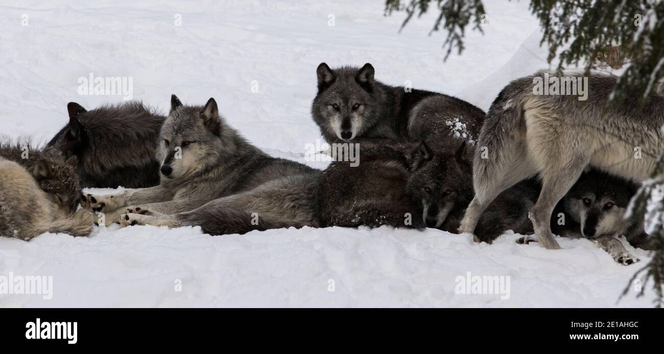 northwestern wolf (Canis lupus occidentalis) pack in winter Stock Photo ...