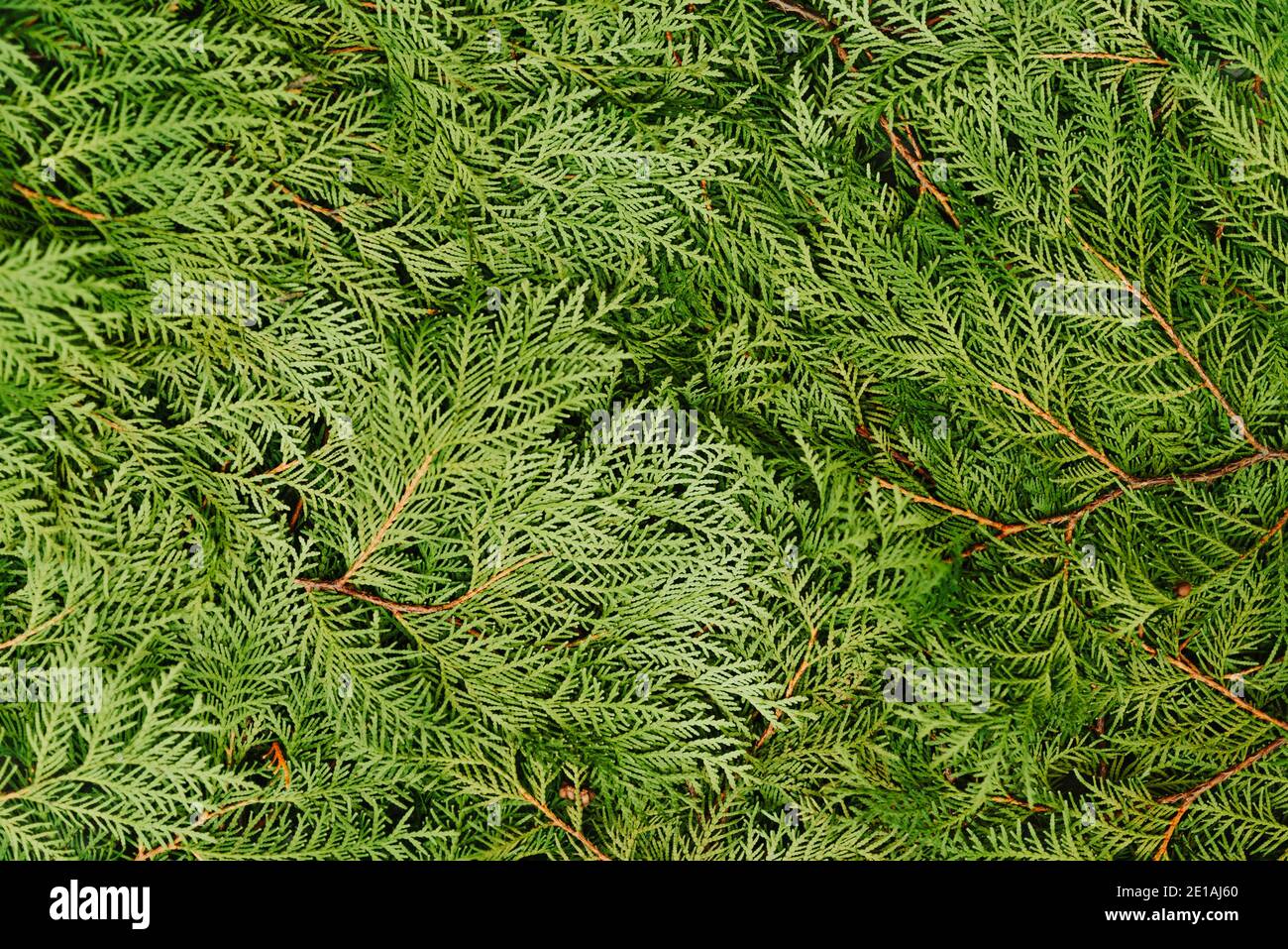 Top view of fresh green tuja branches. Abstract natural green textured background Stock Photo