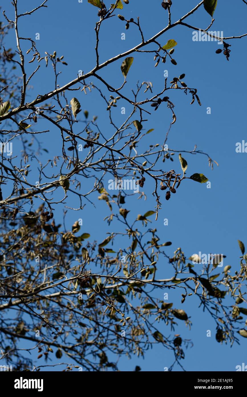 Open spreading habit, White Alder, Alnus Rhombifolia, Betulaceae, native monoecious tree, Ballona Freshwater Marsh, Southern California Coast, Autumn. Stock Photo