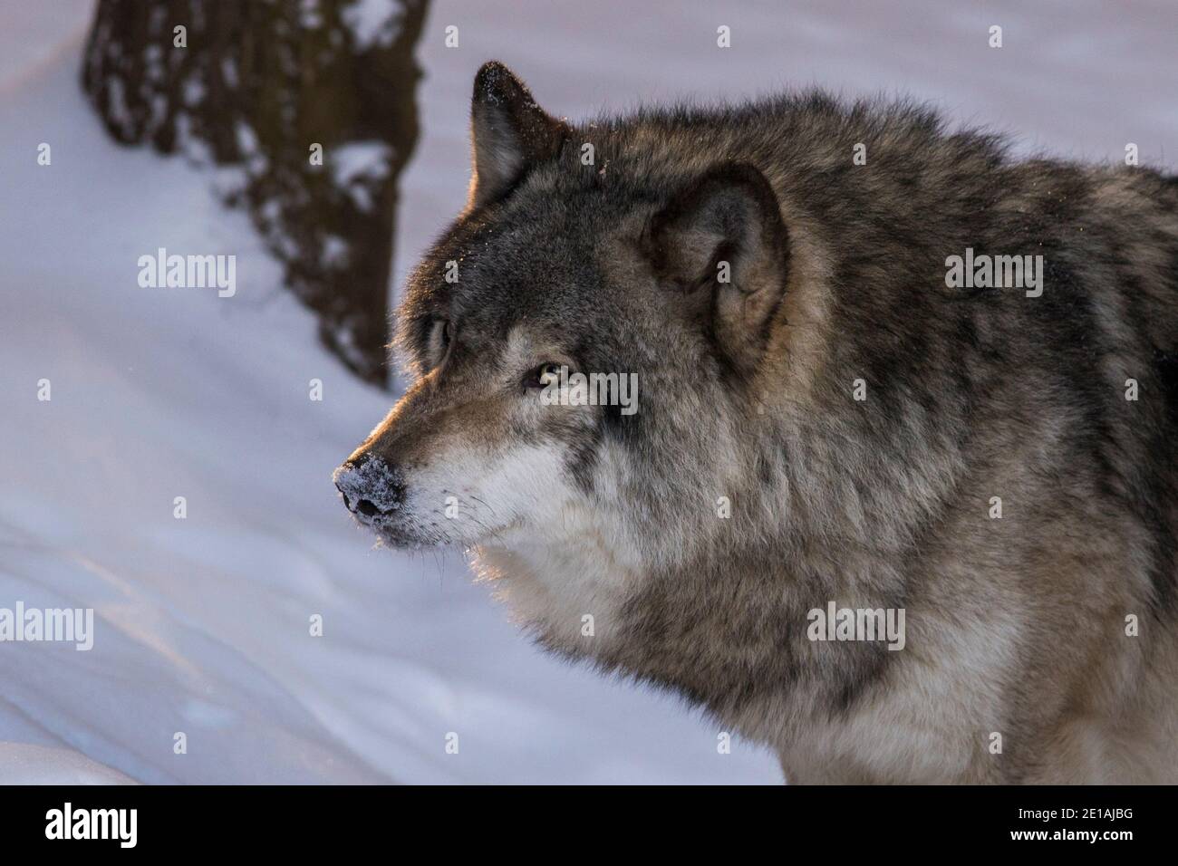 northwestern wolf (Canis lupus occidentalis) portrait in winter Stock ...