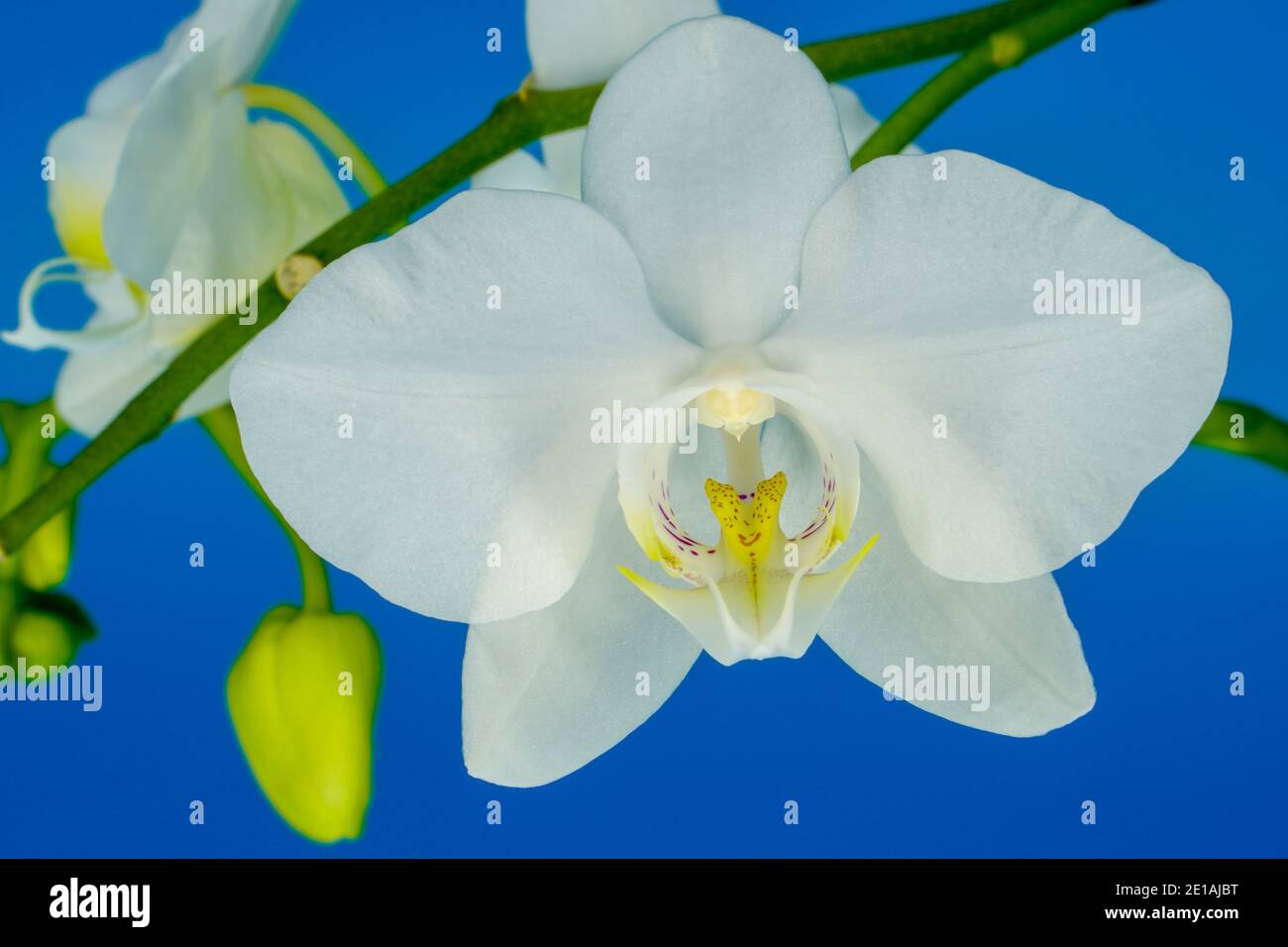 White orchid isolated on blue background Stock Photo