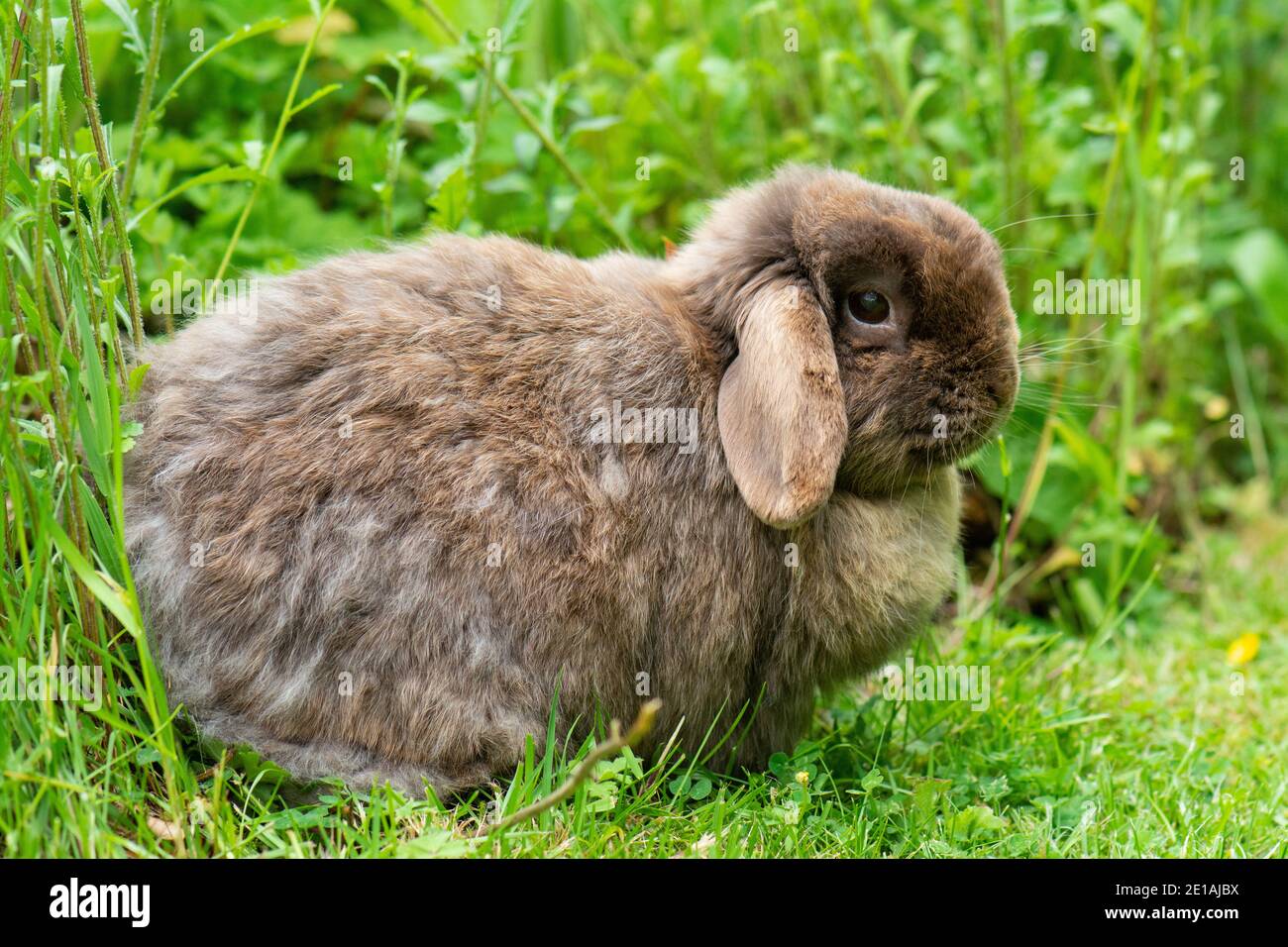 Miniature Lop rabbit moulting or shedding fur Stock Photo