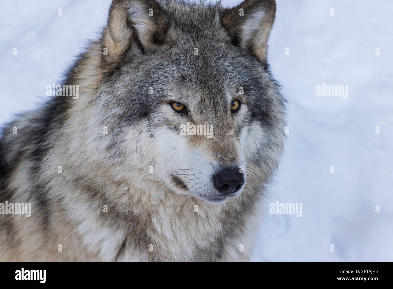 Northwestern wolf hi-res stock photography and images - Alamy