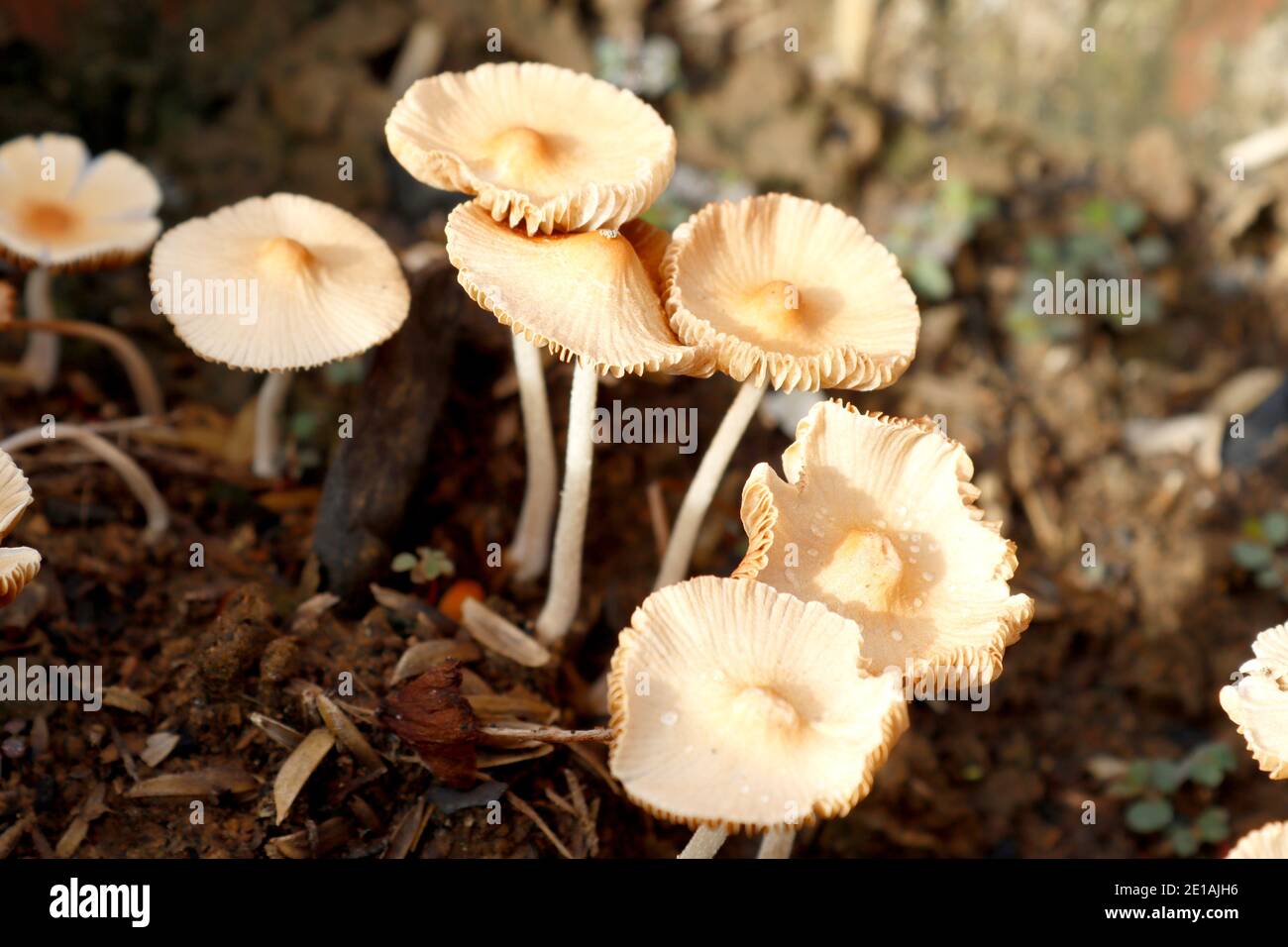 Closeup shot of fairy ring mushrooms. Stock Photo