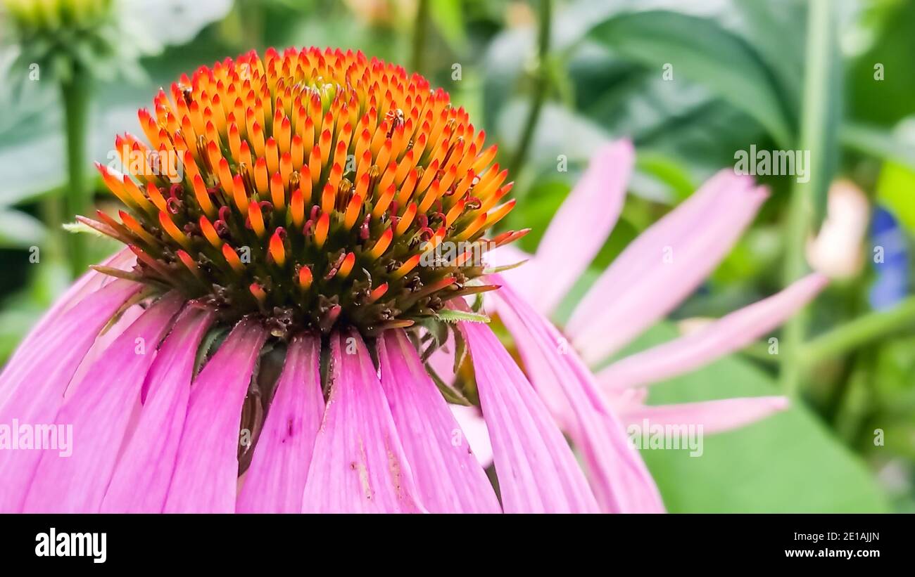 Closeup shot of an echinacea plant, with focus on its ripe cone situated at the center of purple flower, with blurred plants in the background. Stock Photo