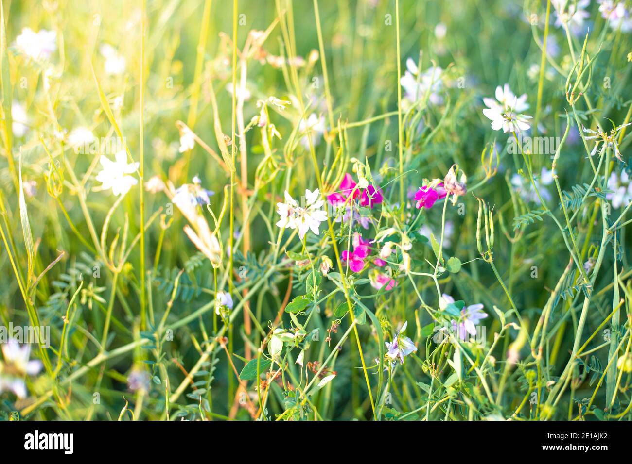Very small wildflowers hi-res stock photography and images - Alamy
