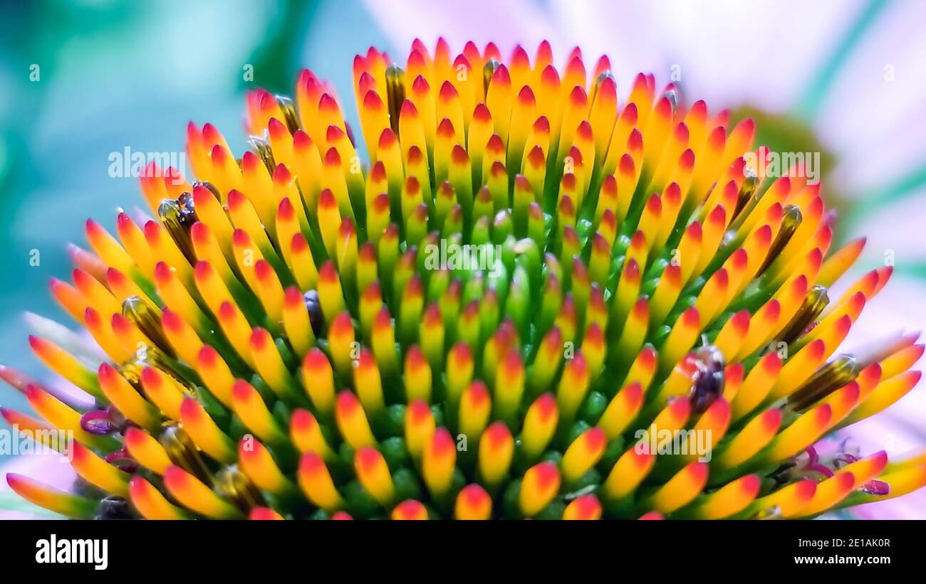 A closeup shot of Echinacea flower central cone, its multicolor structure can be clearly seen in this super focused picture Stock Photo