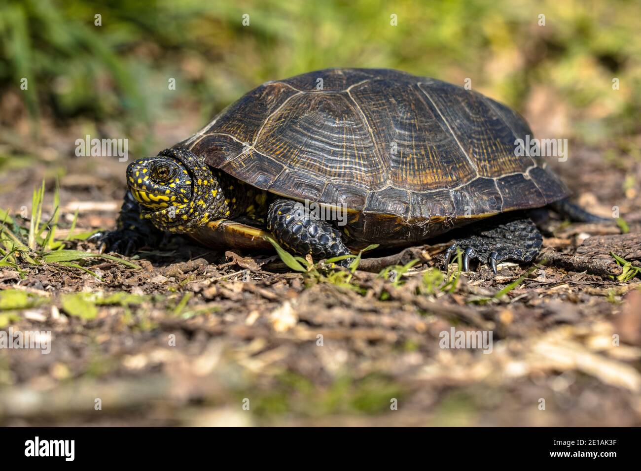 European pond turtle (Emys orbicularis) migrating over land in La Brenne France Stock Photo