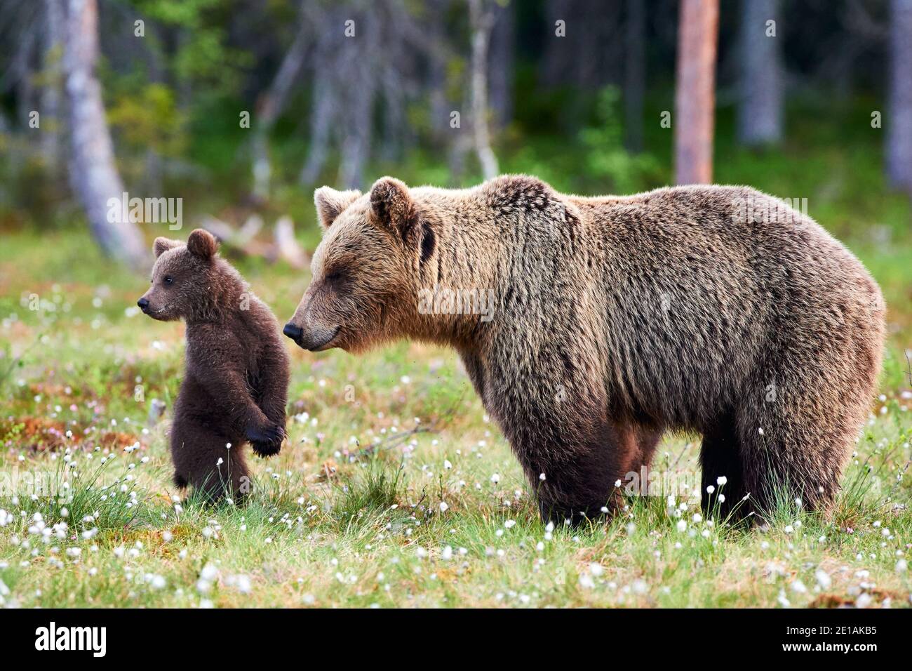 Brown bear cub standing and her mom close. Focus on cub Stock Photo - Alamy