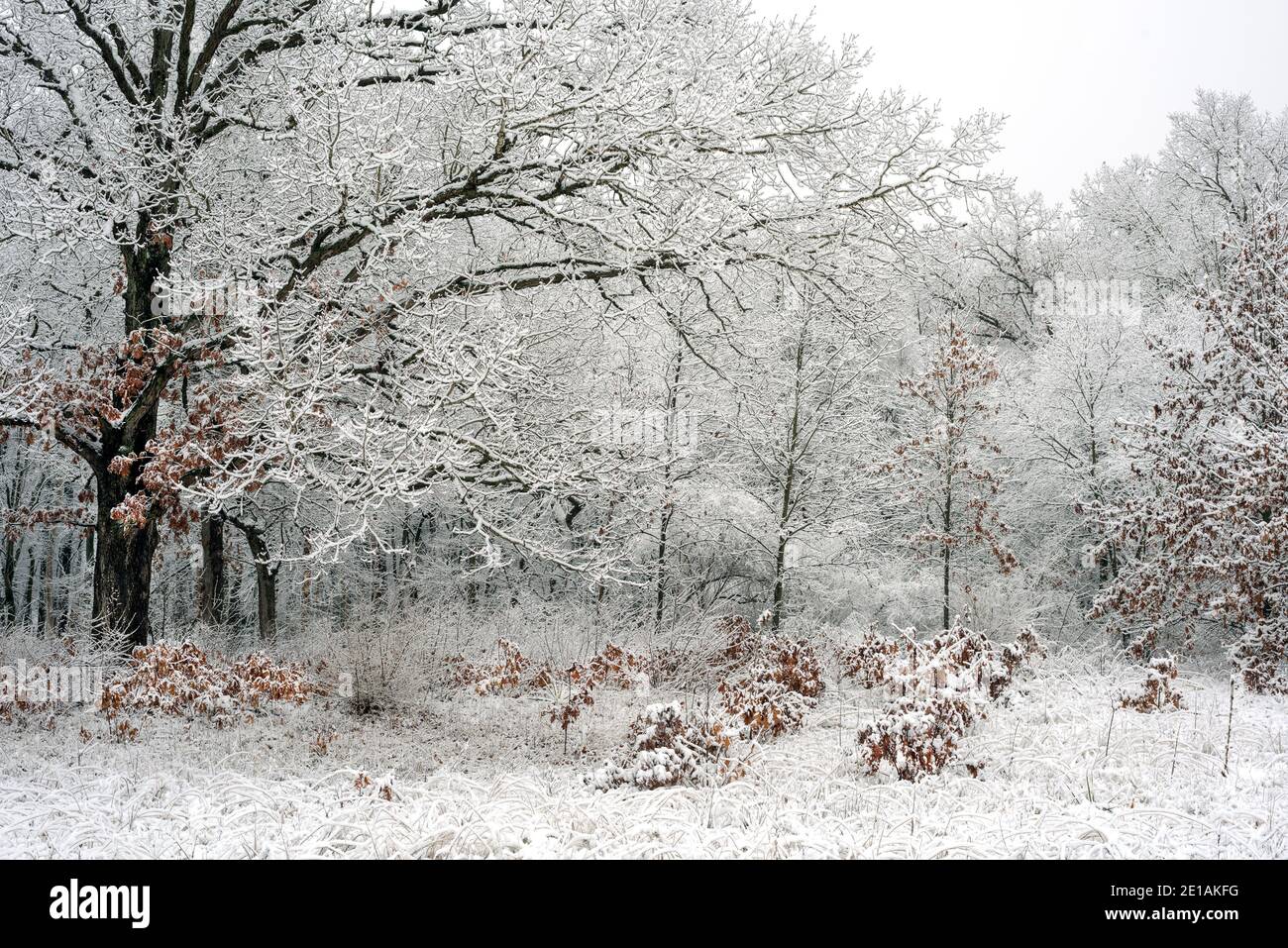 A group of oak trees is covered in fresh snowfall in early January in