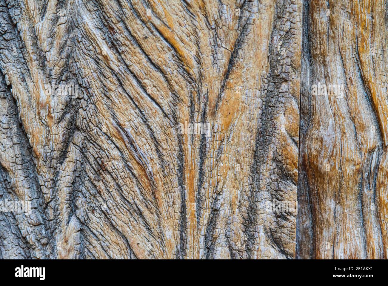 Textured natural wood background with golden highlighted grooves. Ancient wood in detail
