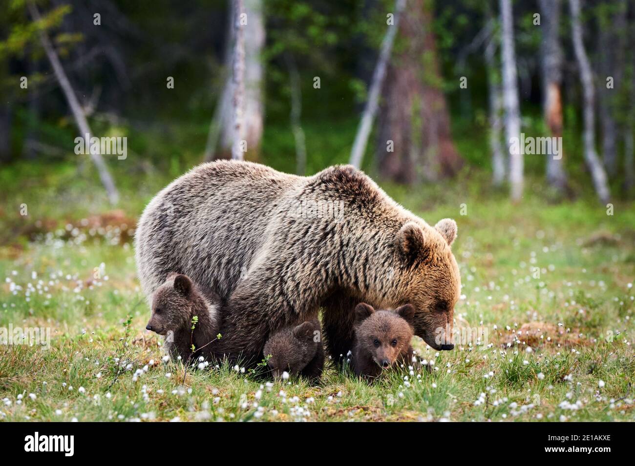 Mother brown bear protecting her cubs in a Finnish forest Stock Photo ...
