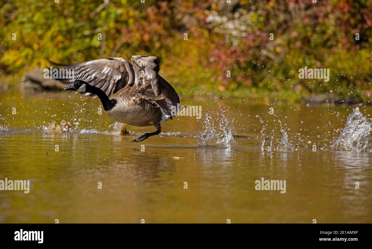Canada goose (Branta canadensis), taking off, Maryland Stock Photo