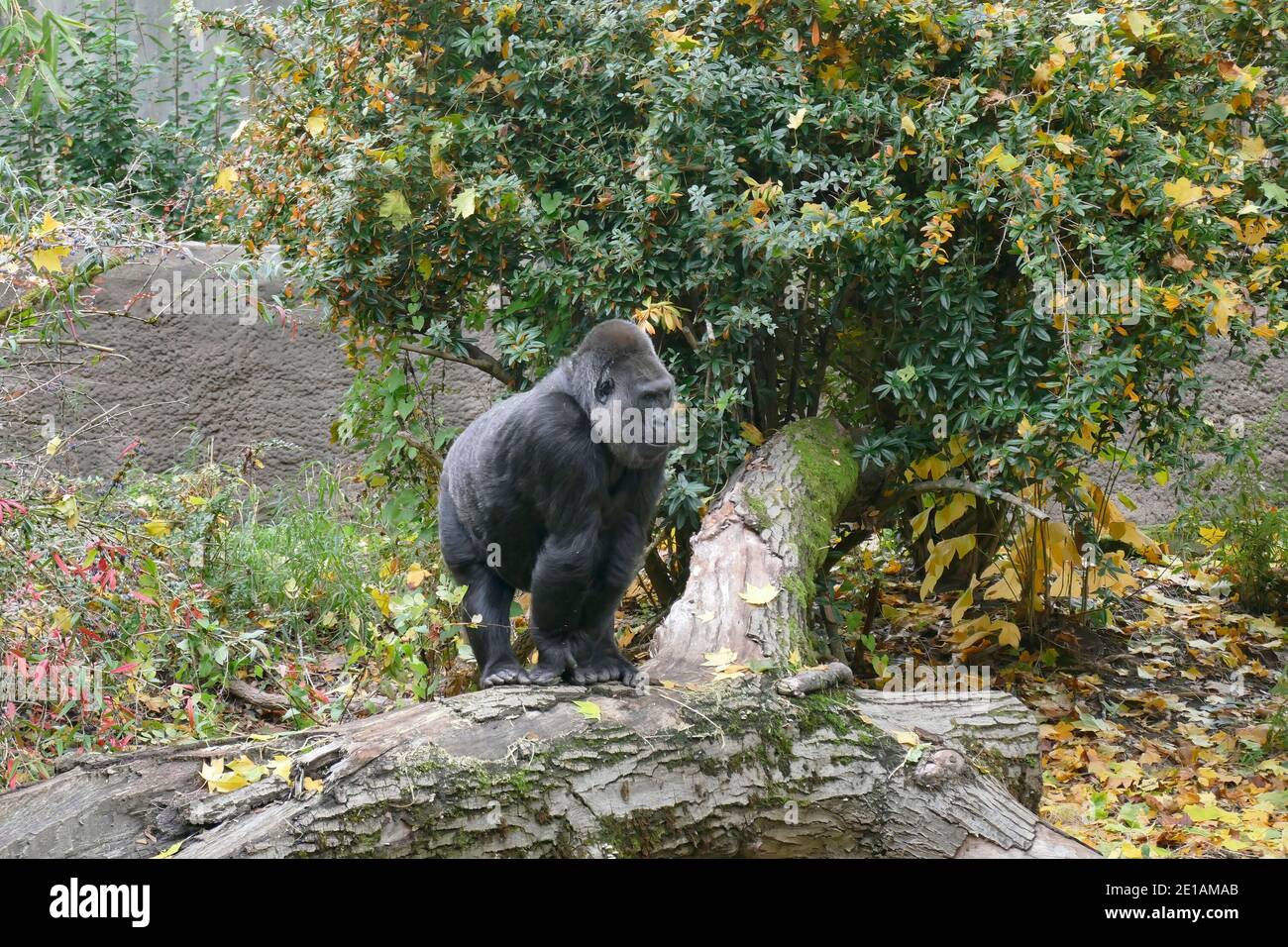 SEATTLE - NOV 11, 2020 -  Gorilla in its natural setting, Woodland Park Zoo, Seattle, Washington Stock Photo