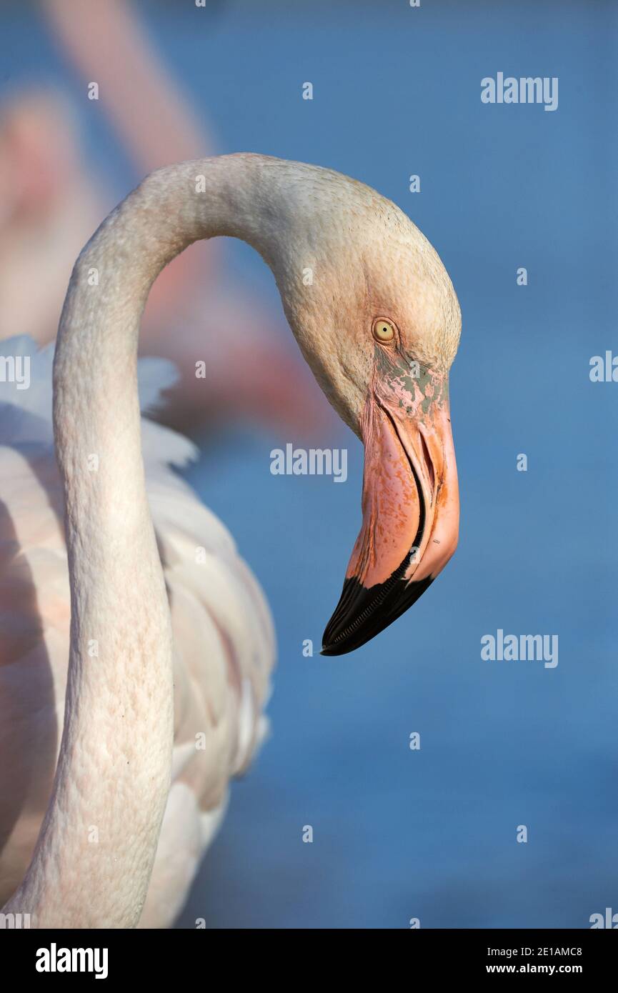 Camargue Flamingo und Ente stockfoto. Bild von vögel - 26715948