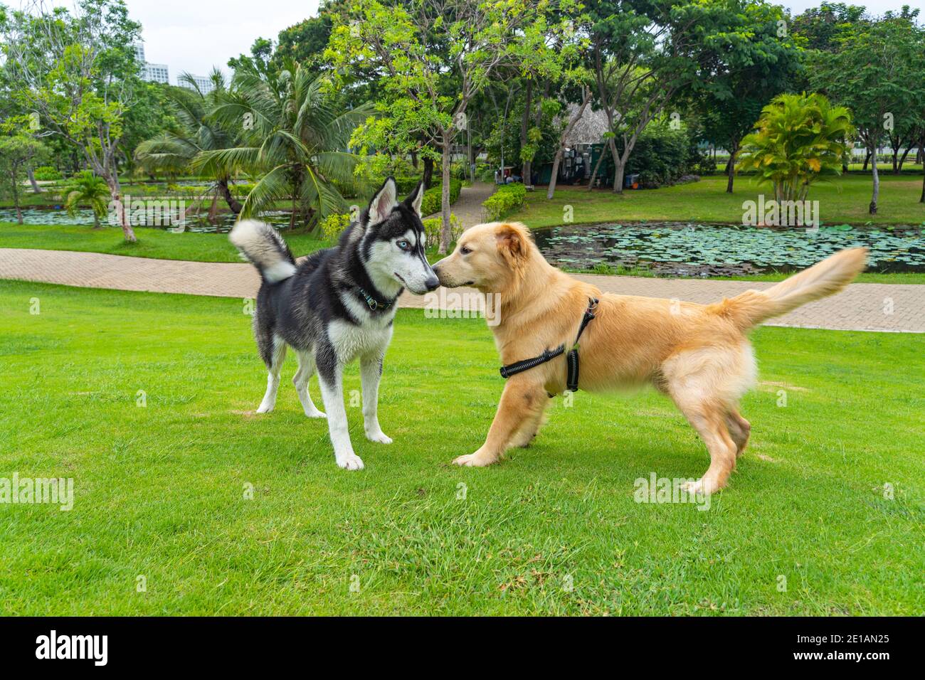 Husky clearance and golden