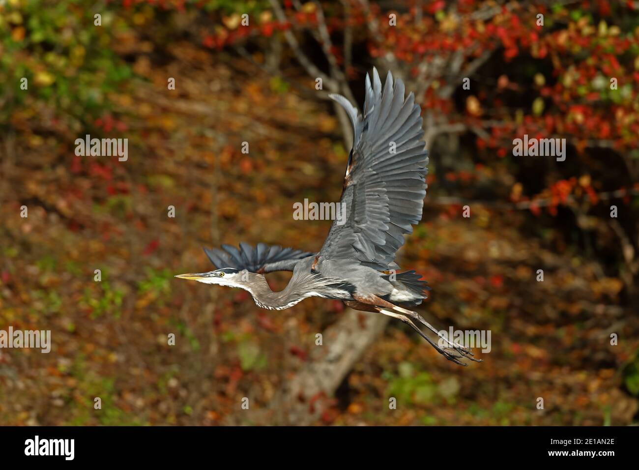great blue heron (Ardea herodias), Maryland Stock Photo