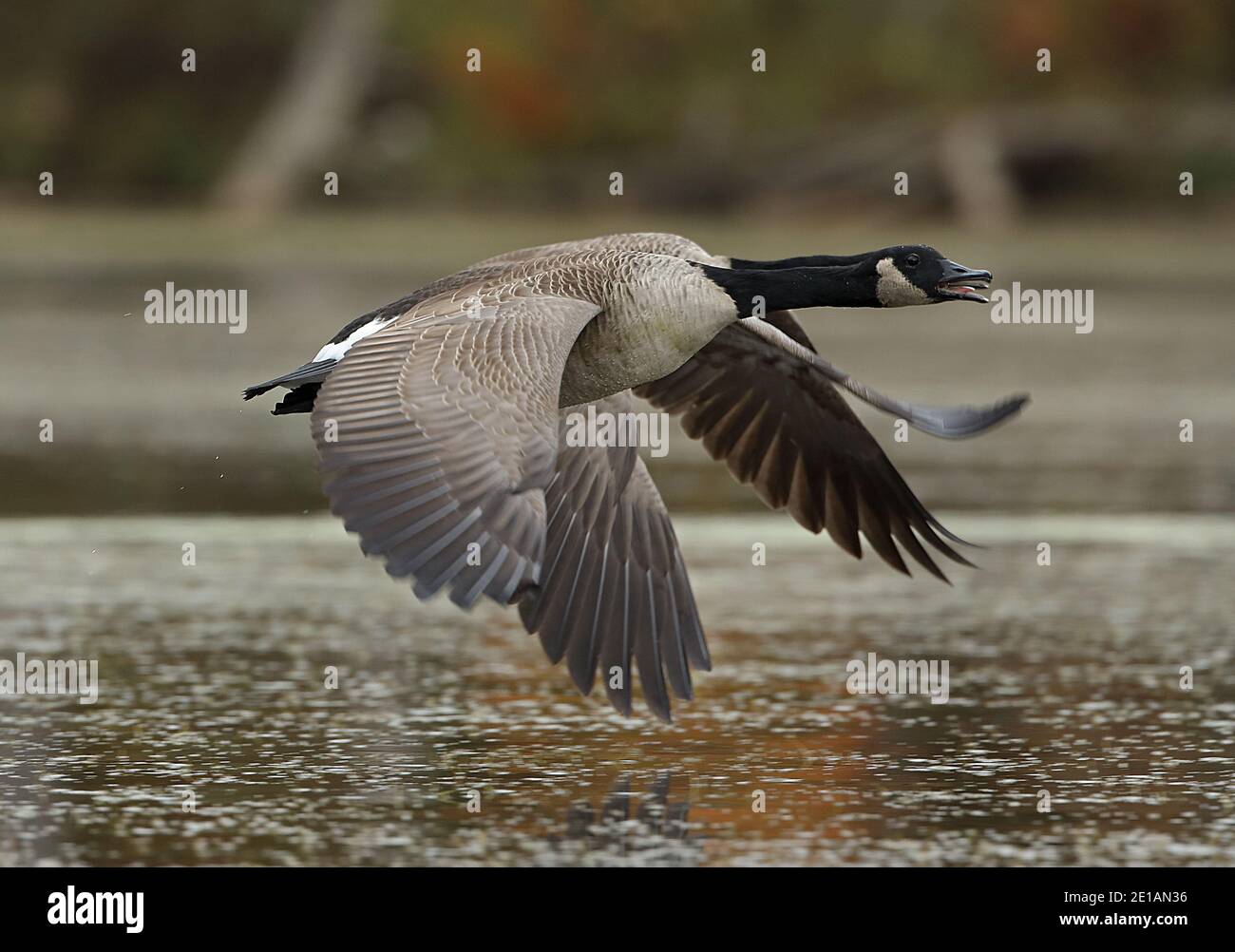 Canada geese (Branta canadensis), Maryland Stock Photo