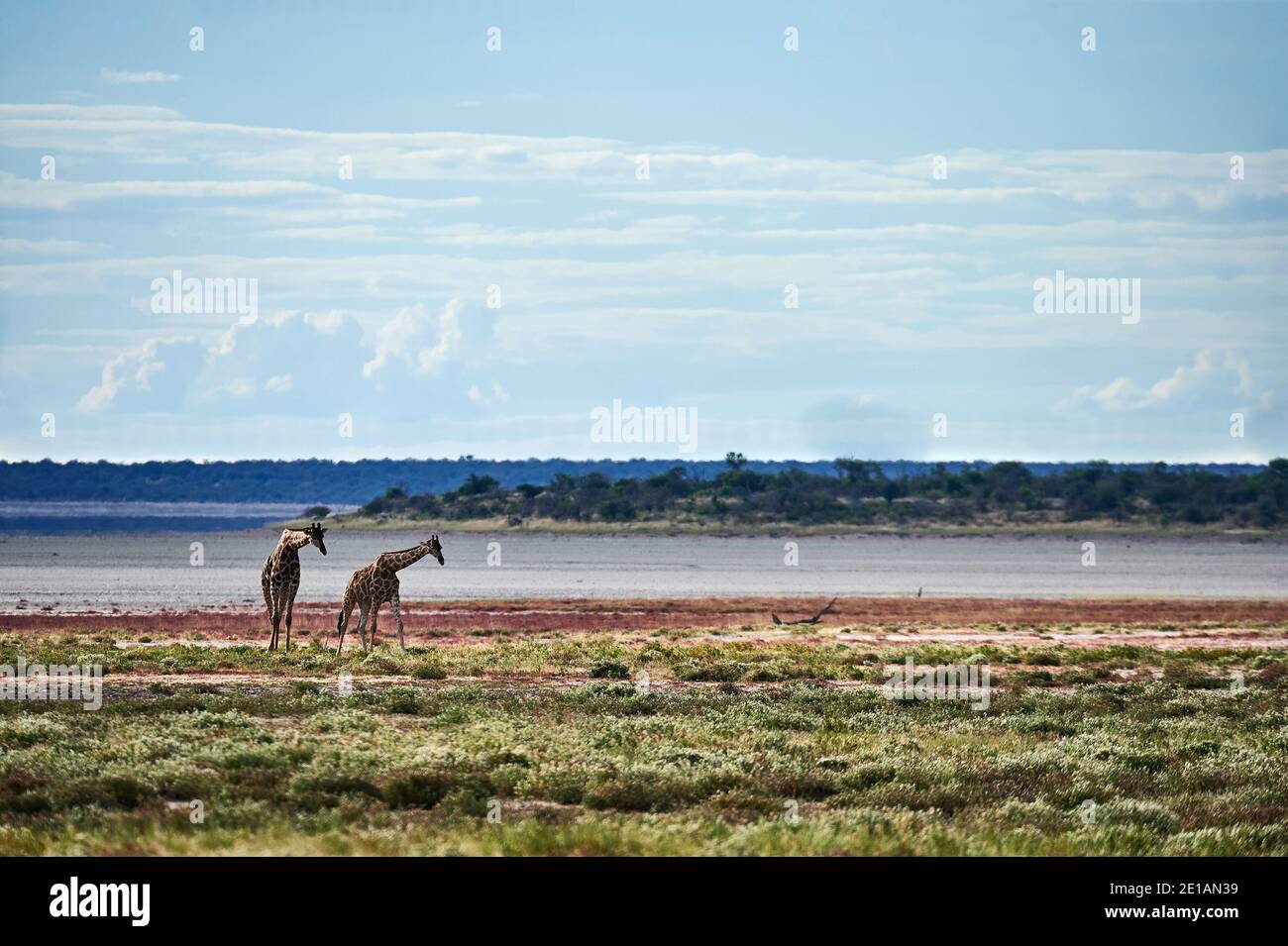 Two giraffes walk in hi-res stock photography and images - Alamy