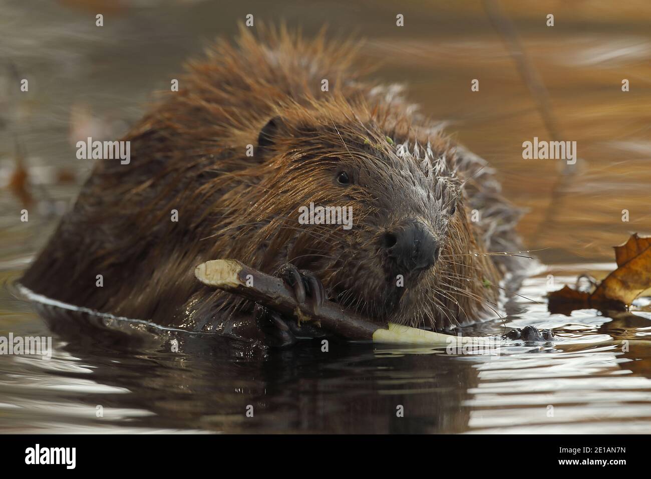 North American beaver (Castor canadensis), Maryland, feeding on tree bark Stock Photo