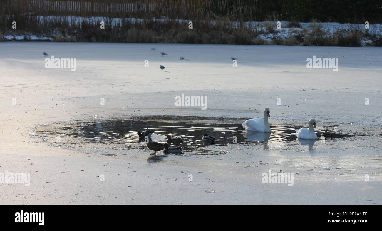 Images of winter, swans and waterfowl swimming in partially frozen lake. Beautiful frozen lake, winter, wildlife in green spaces. Stock Photo