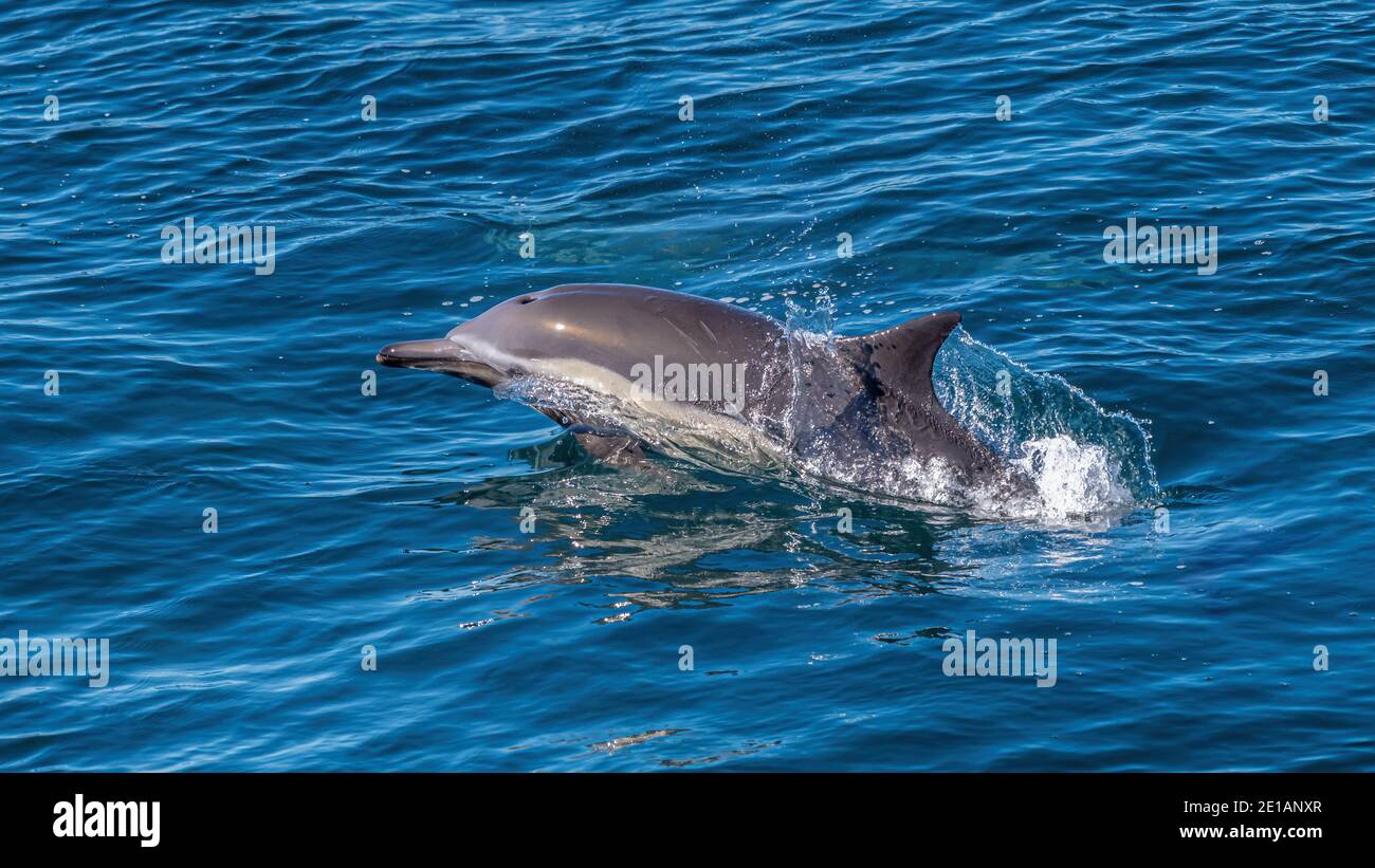 Long-beaked common dolphin (Delphinus capensis) off the coast of Baja California, Mexico. Stock Photo