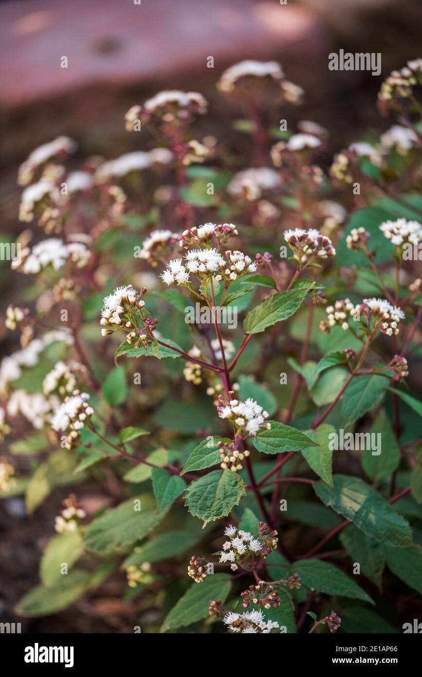 Joe Pye weed,Eupatorium rugosum 'chocolate', a butterfly attractor