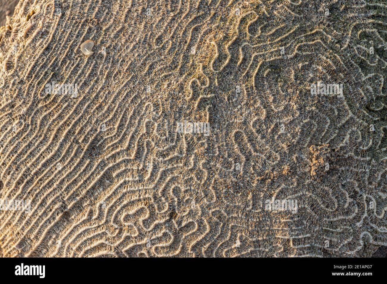 A very detailed coral surface exposing its lines and patterns under the sunlight Stock Photo