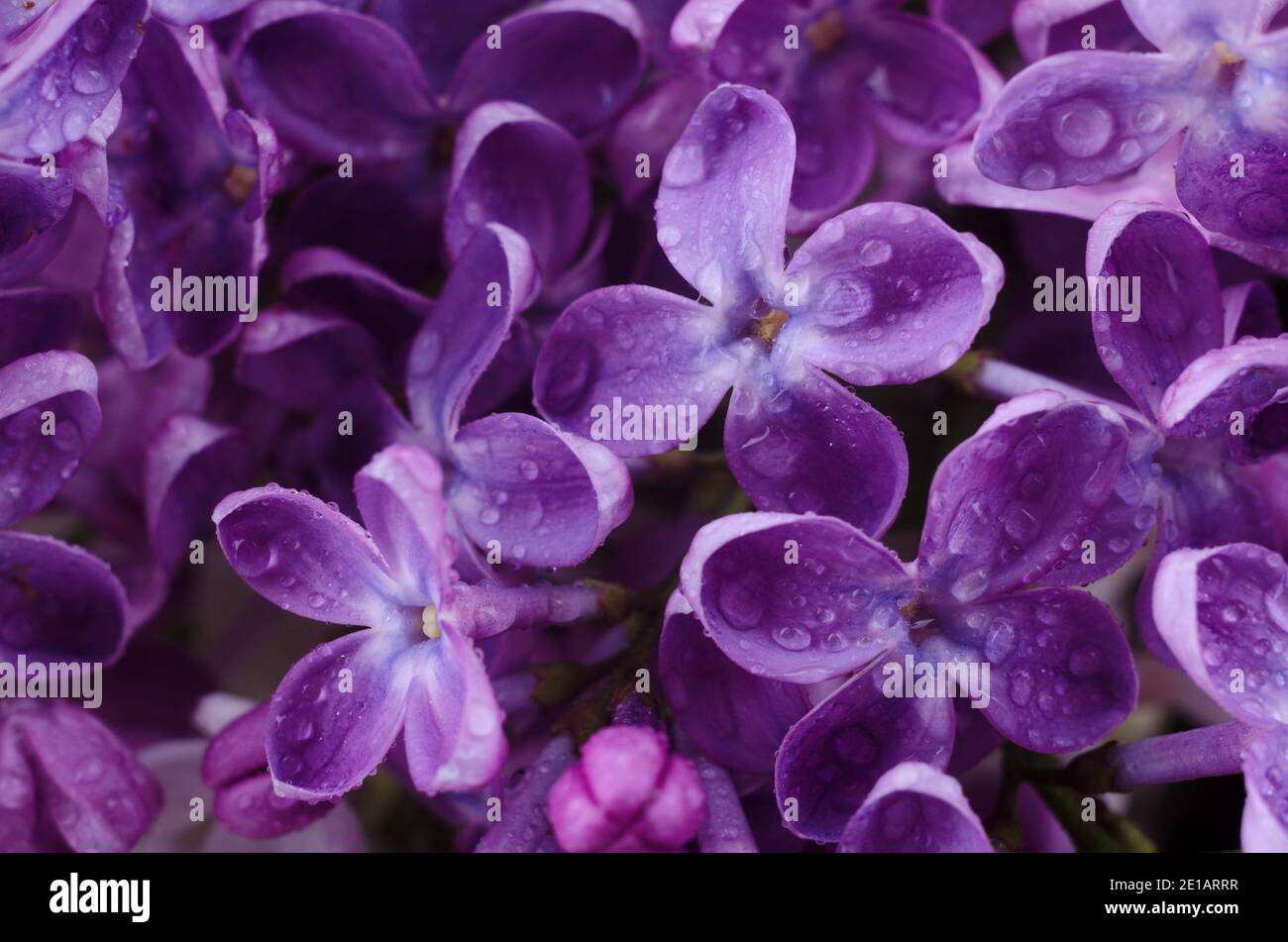 Beautiful purple lilac flowers. Macro photo of lilac spring flowers ...