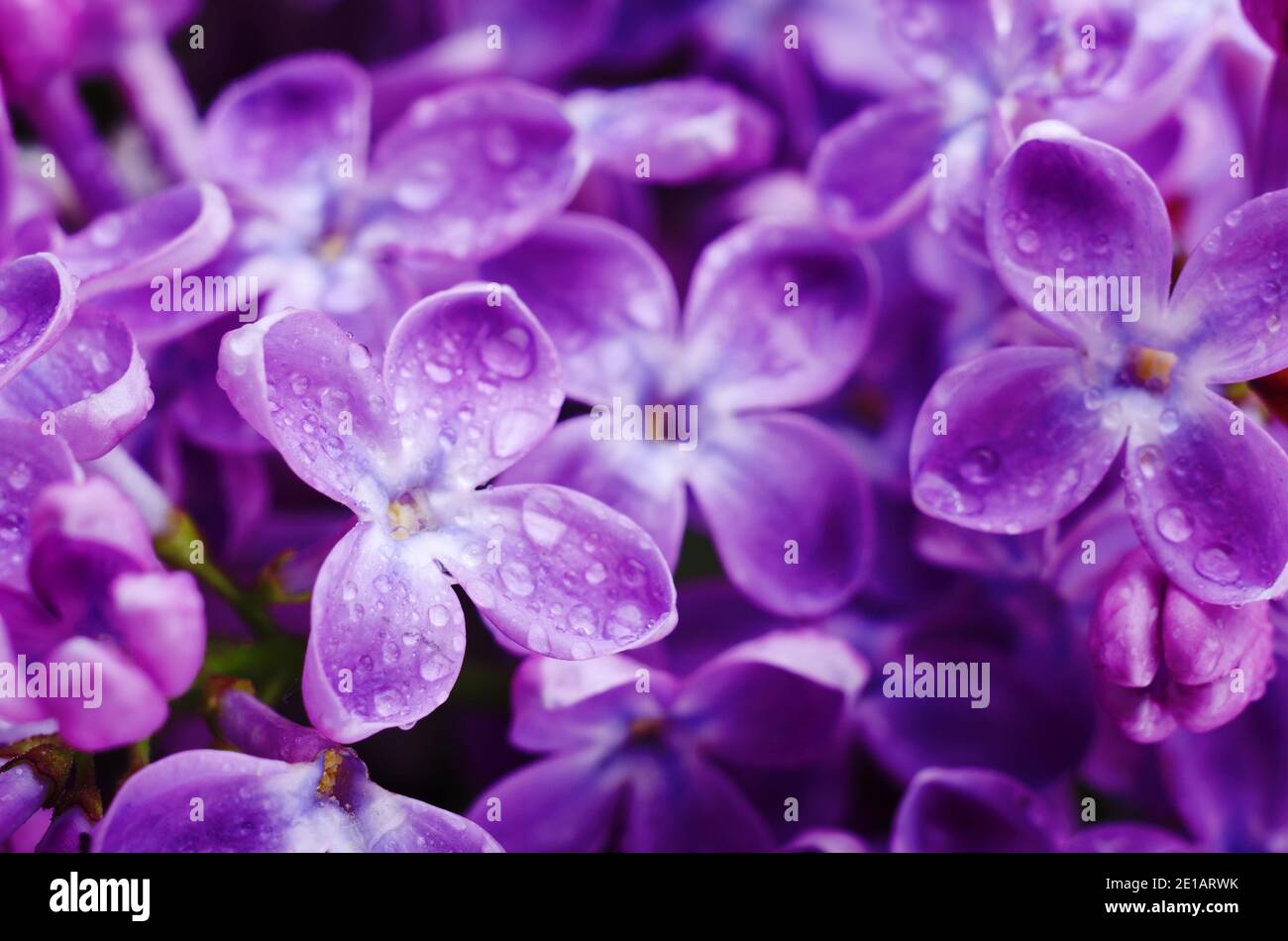 Beautiful purple lilac flowers. Macro photo of lilac spring flowers ...