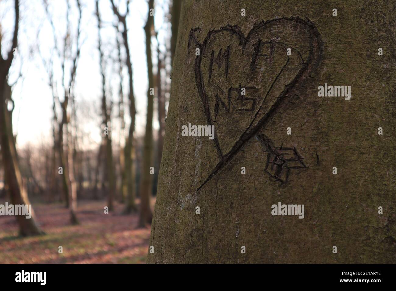 Love heart carved on a tree Stock Photo