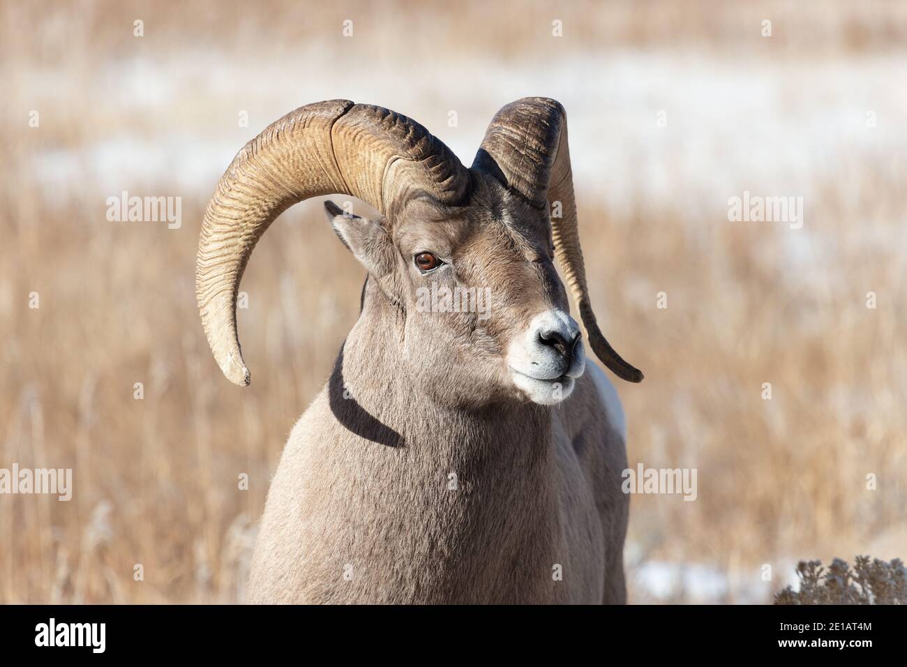 Rocky Mountain Bighorn Sheep (Ovis canadensis) ram in Grand Teton National Park Stock Photo