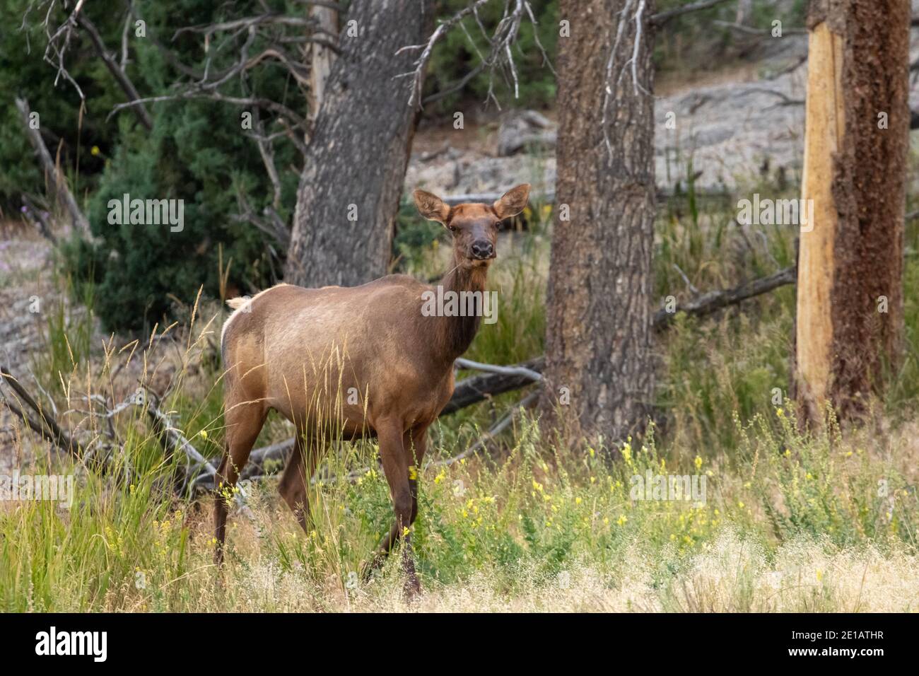Elk in Montana Stock Photo Alamy