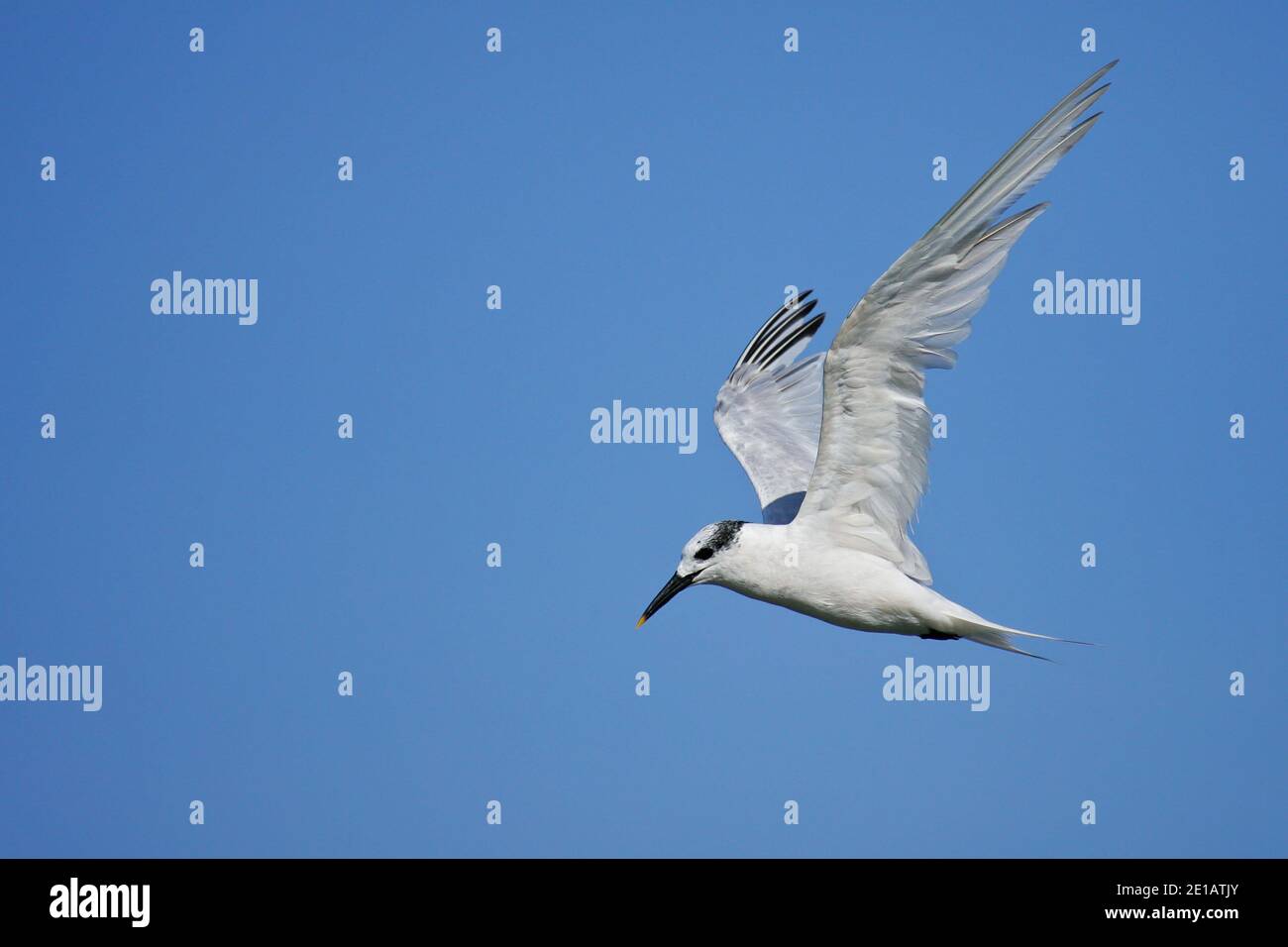 Sandwich Tern (Thalasseus sandvicensis) adult flying, Baltic Sea, Mecklenburg-Western Pomerania, Germany Stock Photo