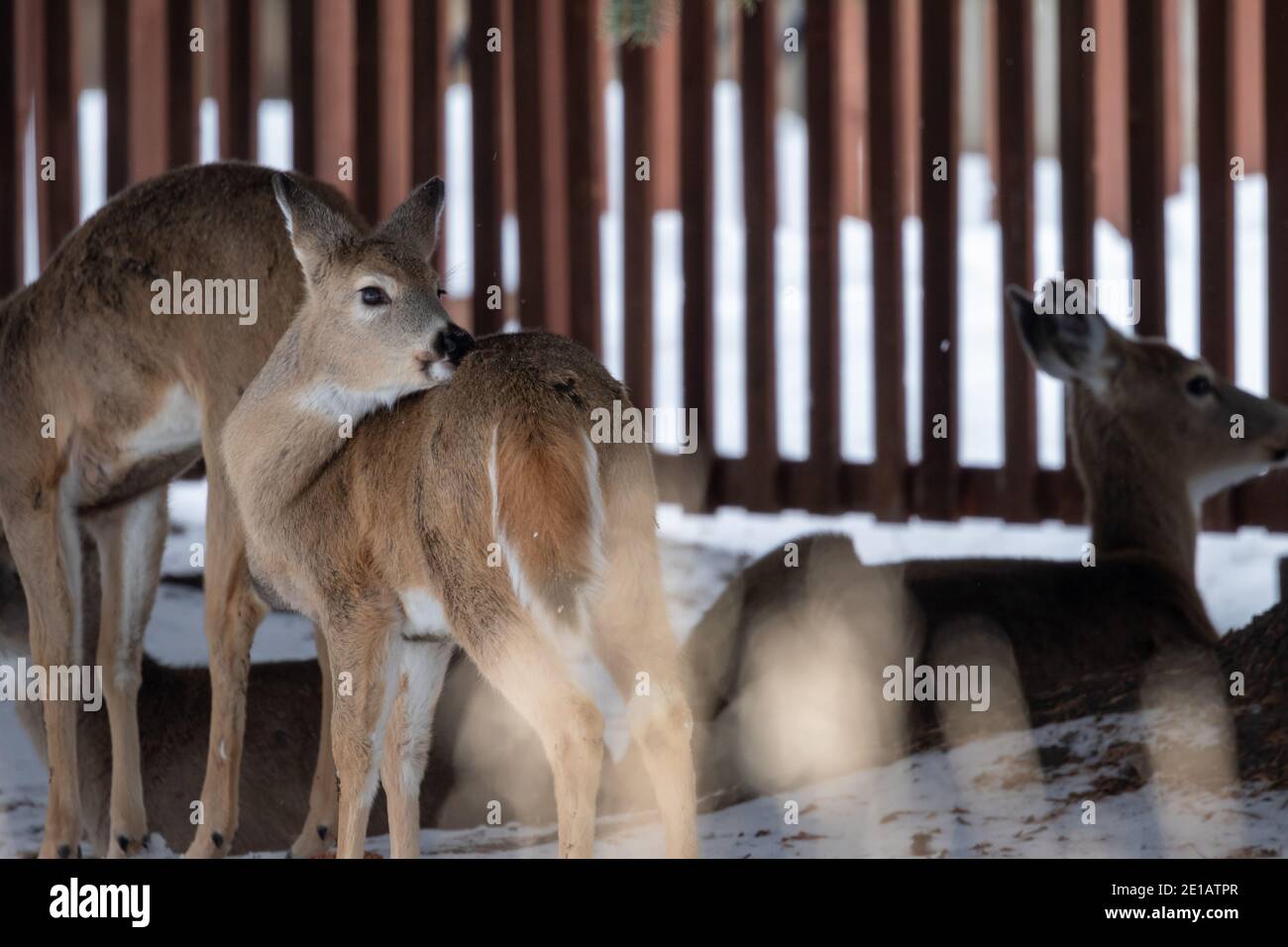 Deer in Montana Stock Photo Alamy