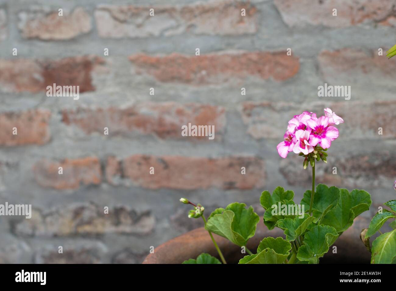 Flower pot pink with white , Malvon plant , cardinal plant , geranium ...
