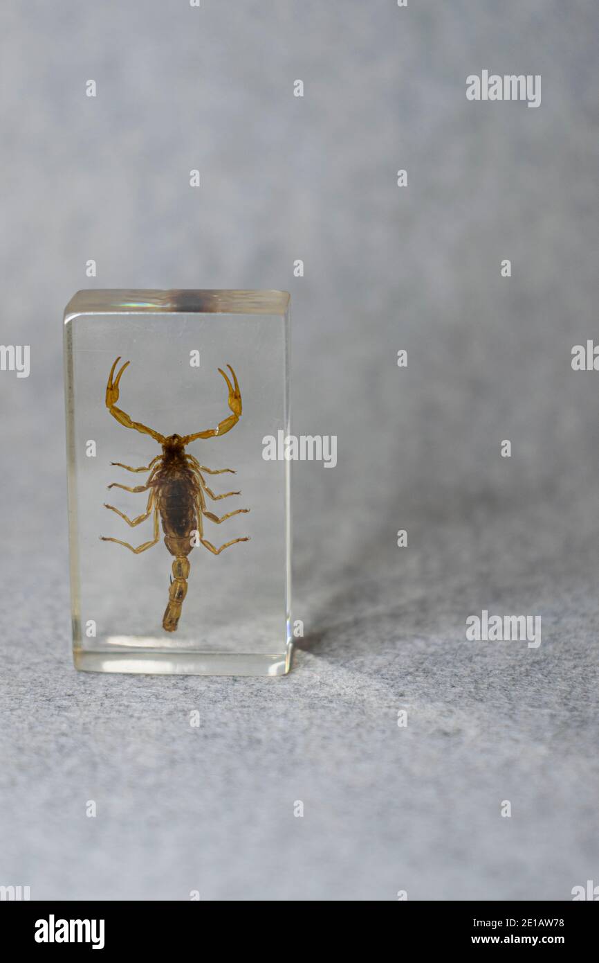 Scorpion on resin Stock Photo