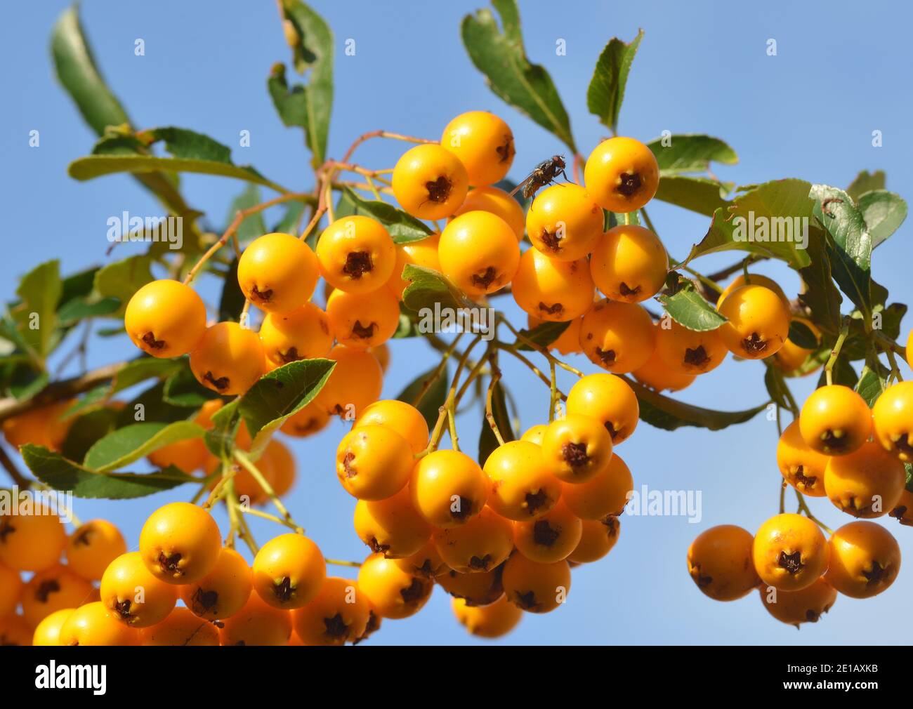 Seabuckthorn fruits and fly animal resting Stock Photo