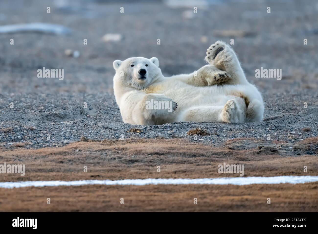 Polar bear (Ursus maritimus) in the Arctic Circle of Kaktovik, Alaska