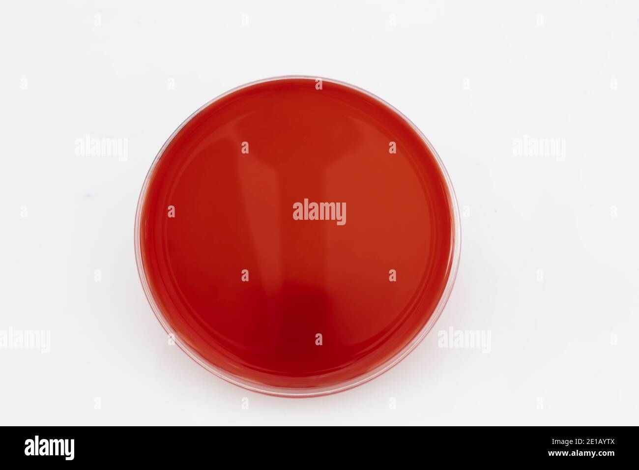 Growing bacteria in agar medium in microbiology lab. Making streak in a petri dish isolated on white background. Mixed of bacteria colonies in petri d Stock Photo