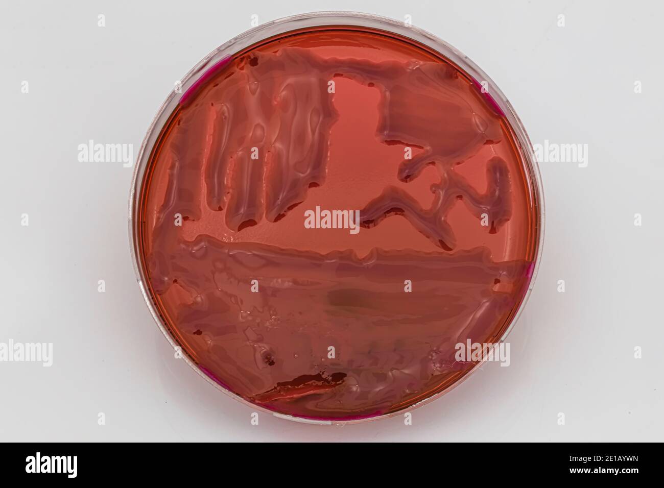 Growing bacteria in agar medium in microbiology lab. Making streak in a petri dish isolated on white background. Mixed of bacteria colonies in petri d Stock Photo