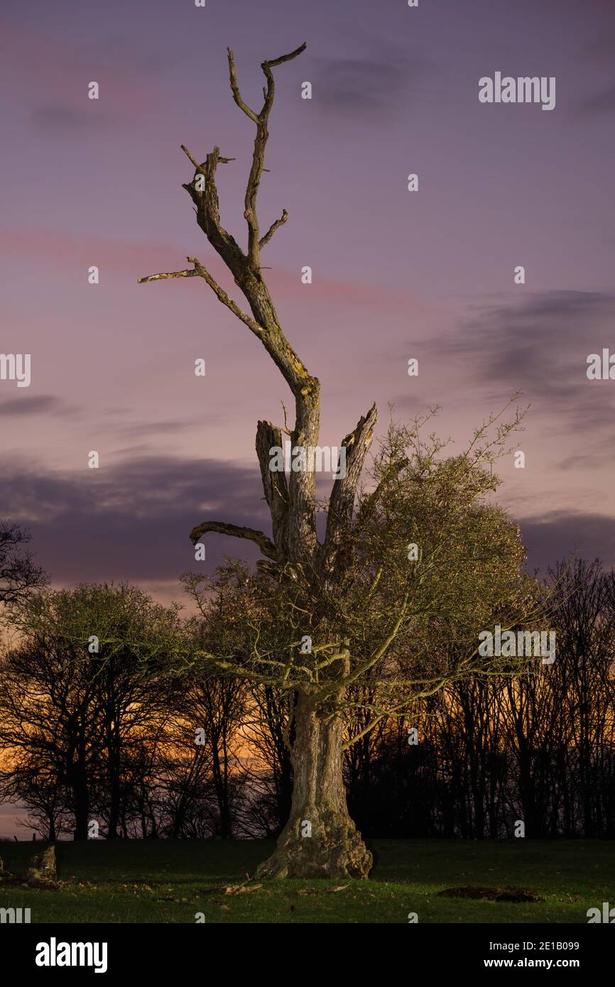 A barely surviving tree in a field in Warwickshire, UK, shortly after sunset.  The main trunk & higher branches are rotten, yet there is new growth. Stock Photo