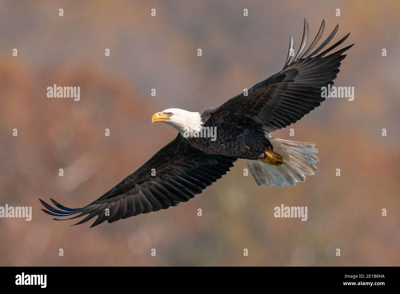 Bald Eagle Flying over the Susquehanna River Stock Photo