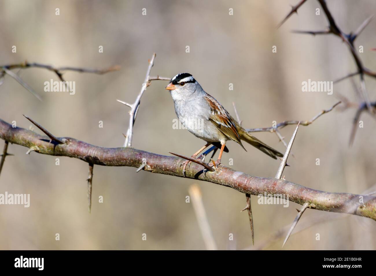 white-crowned Sparrow - Zonotrichia leucophrys - perched on a branch of a thorny Locust tree Stock Photo