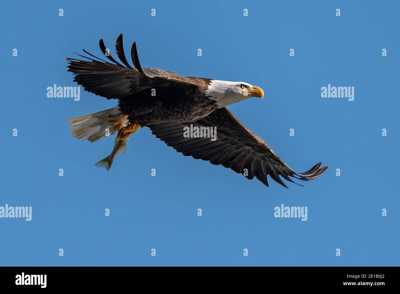 Bald Eagle with a Fish in its Talons over the Susquehanna River Stock Photo