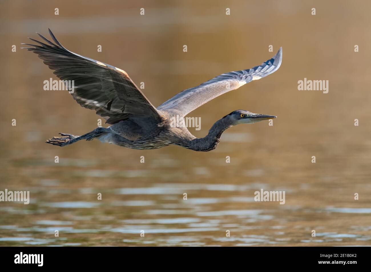 Blue heron flying over the Susquehanna River Maryland Stock Photo